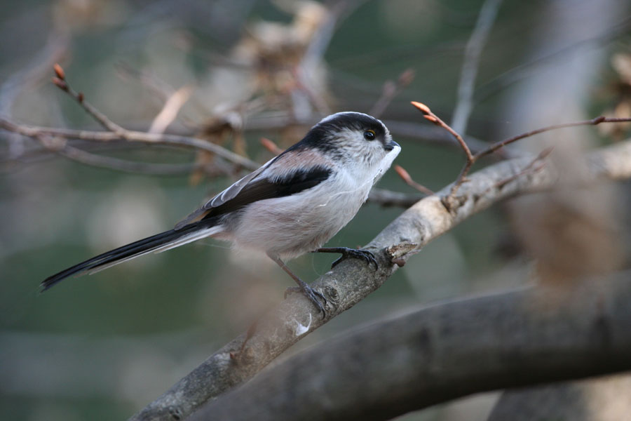 いつも行くこの公園を歩いていたら　目の前に２羽のエナガが現れ　しばらく被写体となってくれました